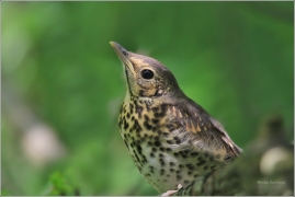 <p>DROZD KVÍČALA (Turdus pilaris) /Fieldfare - Wacholderdrossel/</p>